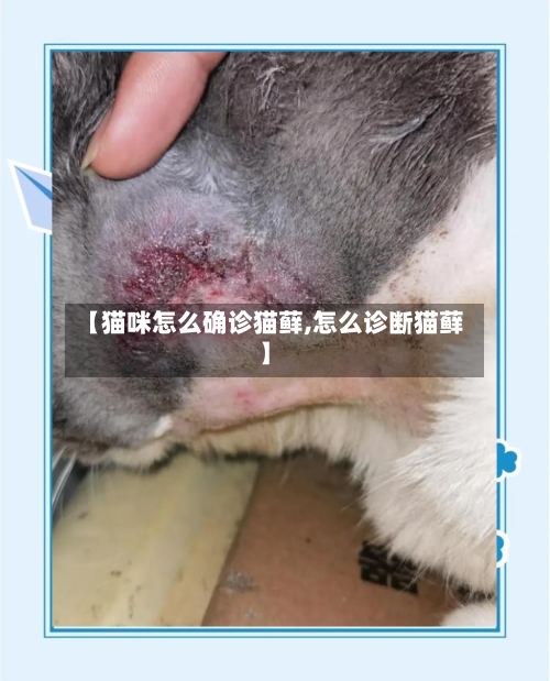 【猫咪怎么确诊猫藓,怎么诊断猫藓】-第2张图片